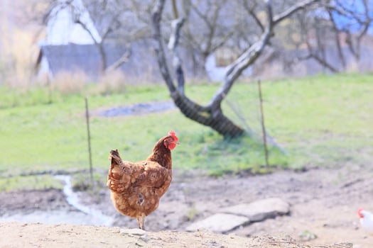 One chicken in the photo. Free range chickens pecking in the grass, looking for food on a sunny day. Home farm. Domestic chickens. Summer day on the farm. Portrait of a chicken. photo