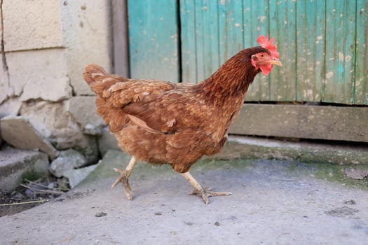 One chicken in the photo. Free range chickens pecking in the grass, looking for food on a sunny day. Home farm. Domestic chickens. Summer day on the farm. Portrait of a chicken. photo