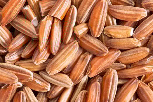 brown rice grain macro photo
