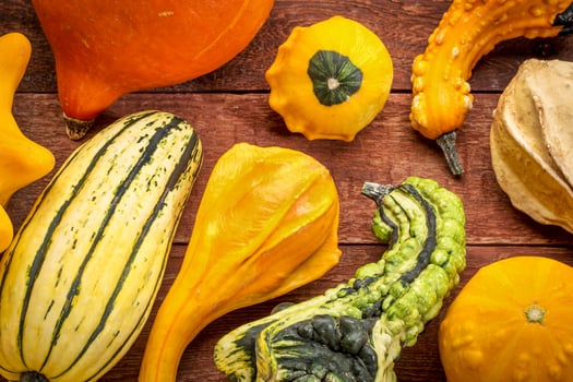 gourd and winter squash collection photo