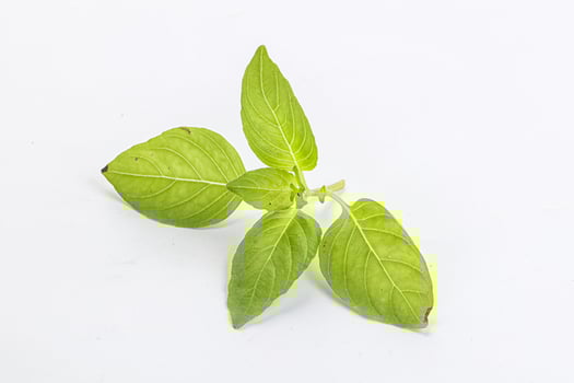 Raw green basil leaves seasoning photo