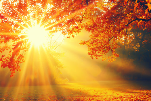 photo sunlight passing through autumn trees