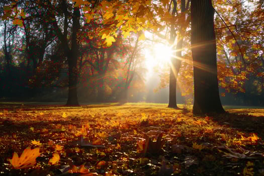 photo sunlight passing through autumn trees