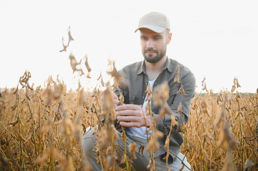 Agronomist inspects soybean crop in agricultural field - Agro concept - farmer in soybean plantation on farm. photo