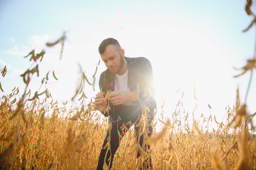 farmer agronomist in soybean field checking crops. Organic food production and cultivation photo