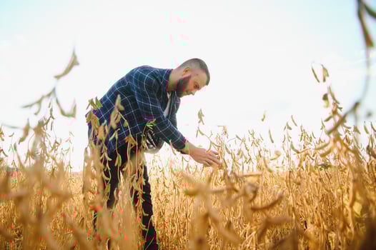 armer inspects soybeans before harvesting. The concept of agricultural industry photo