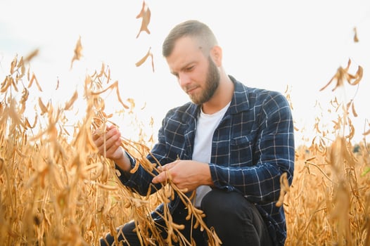 armer inspects soybeans before harvesting. The concept of agricultural industry photo