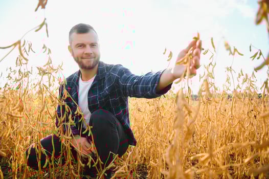 armer inspects soybeans before harvesting. The concept of agricultural industry photo