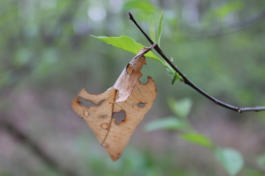 nature background photo