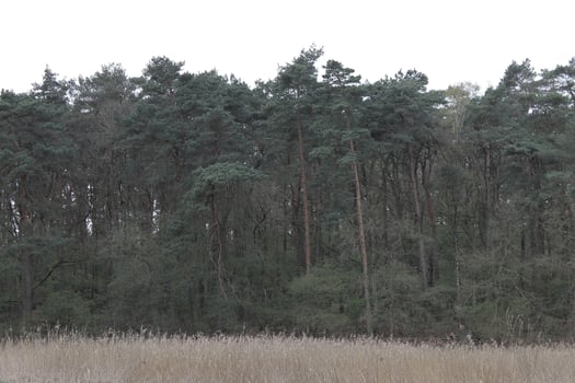 nature background photo