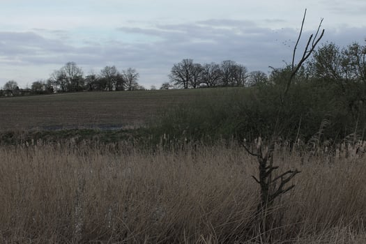 nature background photo