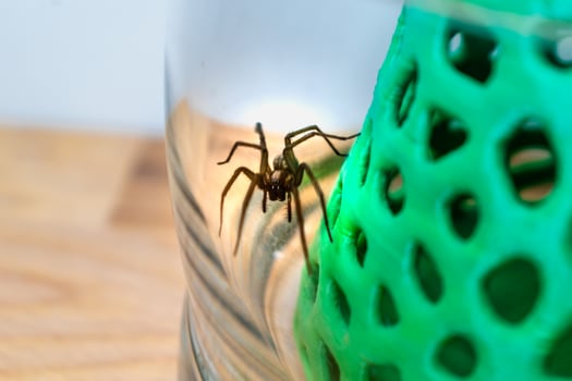 Indoor tegenarian spider, in a glass jar and a coral structure in a house, tegenaria, arachnida photo