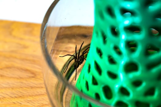 Indoor tegenarian spider, in a glass jar and a coral structure in a house, tegenaria, arachnida photo
