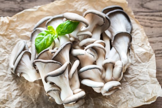 Oyster mushrooms closeup photo