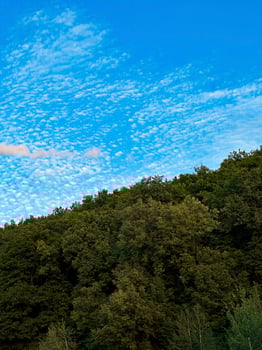 Crisp view of altocumulus clouds scattered across a blue sky, with a lush green forest canopy filling the lower frame photo