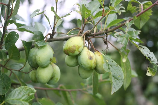 Unripe tomatoes in the greenhouse. photo
