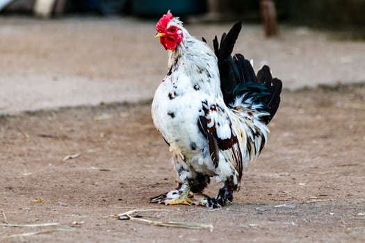 beautiful cock with white and black feathers photo