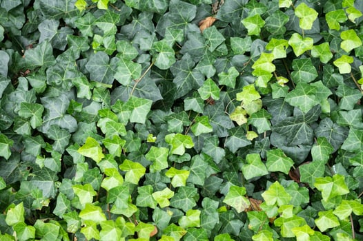 Lush Green Ivy Foliage Texture photo