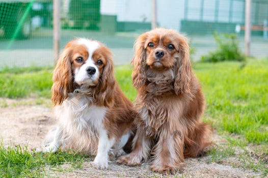 Two purebred dogs cavalier king charles spaniel without a leash in nature. brown color photo