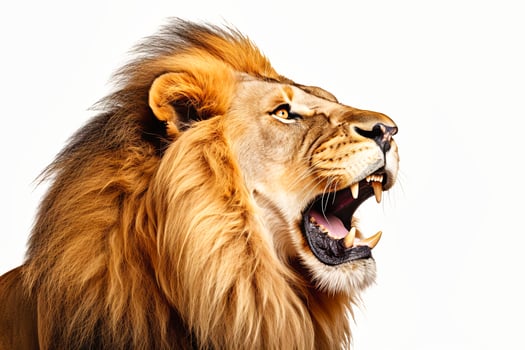 A lion with its mouth open wide, showcasing its impressive teeth and powerful roar. photo
