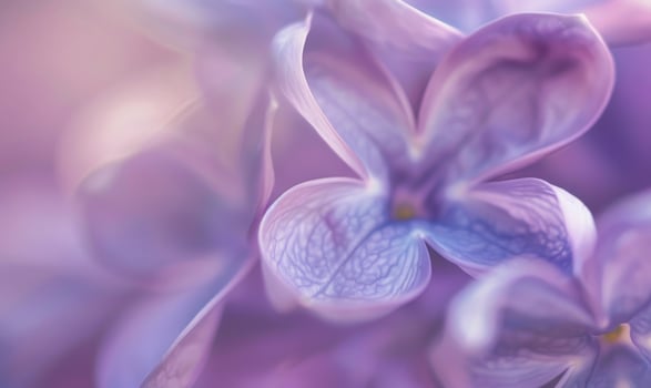 A close-up of lilac petals, closeup view, soft focus photo