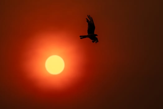 Sun fire whit bird silhouette photo