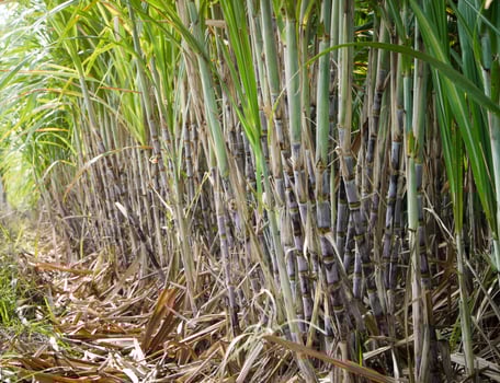 Sugarcane plantations,the agriculture tropical plant in Thailand photo