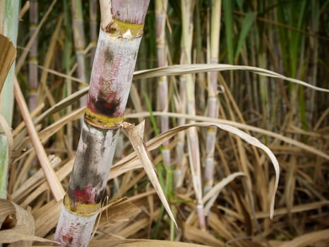 Sugarcane plantations,the agriculture tropical plant in Thailand photo
