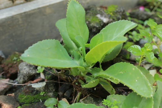 bryophyllum pinnatum air plant, cathedral bells, life plant, miracle leaf, Goethe plant, Kalanchoe pinnata, cocor bebek with a natural background. Succulent photo
