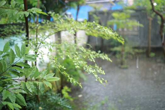 Close up fresh green leaves of Srikaya Annona squamosa photo