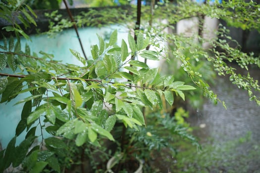 Close up fresh green leaves of Srikaya Annona squamosa photo