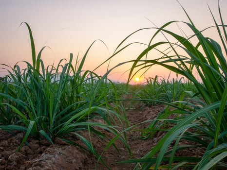 Sugarcane plantations,the agriculture tropical plant in Thailand photo