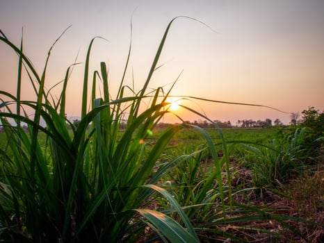 Sugarcane plantations,the agriculture tropical plant in Thailand photo