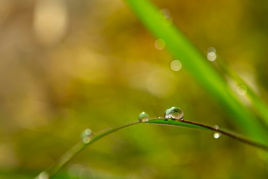 Drop of dew in morning on leaf photo