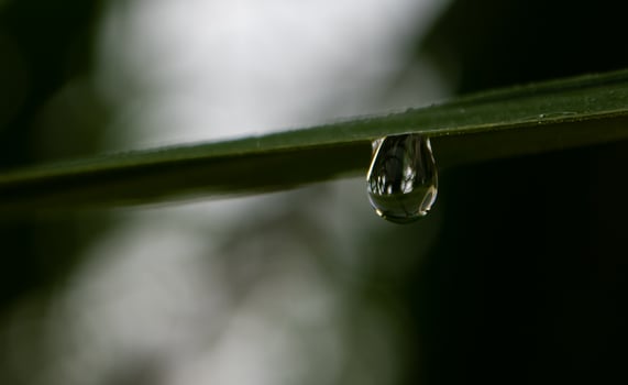 Drop of dew in morning on leaf photo