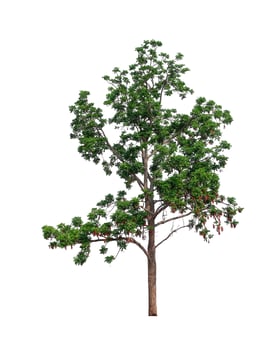 tree on a white background photo