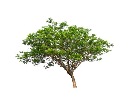 tree on a white background photo