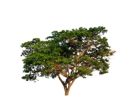 tree on a white background photo