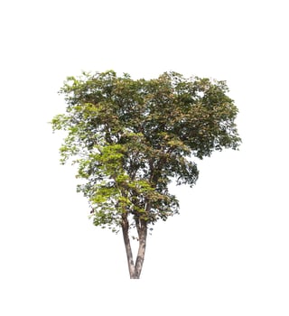 tree on a white background photo