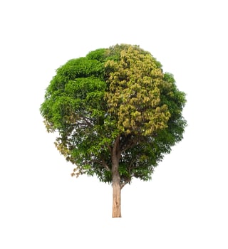 tree on a white background photo