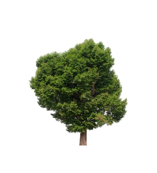 tree on a white background photo