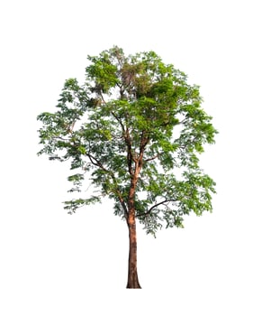 tree on a white background photo