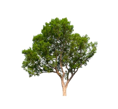 tree on a white background photo