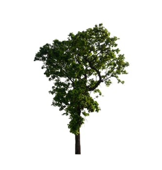 tree on a white background photo