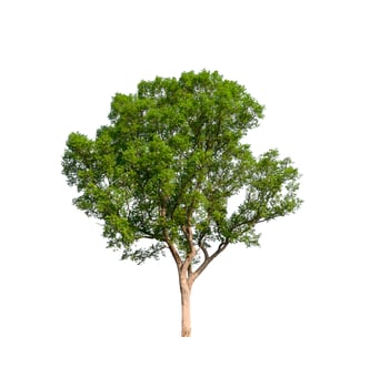 tree on a white background photo