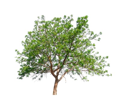tree on a white background photo