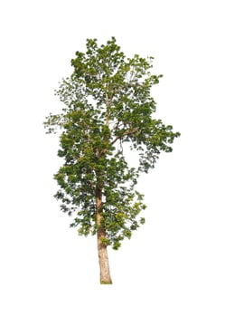 Trees that are isolated on a white background are suitable for both printing and web pages photo