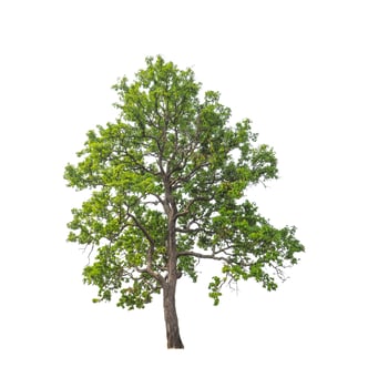 Trees that are isolated on a white background are suitable for both printing and web pages photo