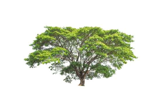 Trees that are isolated on a white background are suitable for both printing and web pages photo