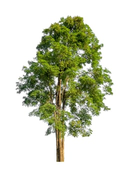 Tree that are isolated on a white background are suitable for both printing and web pages photo